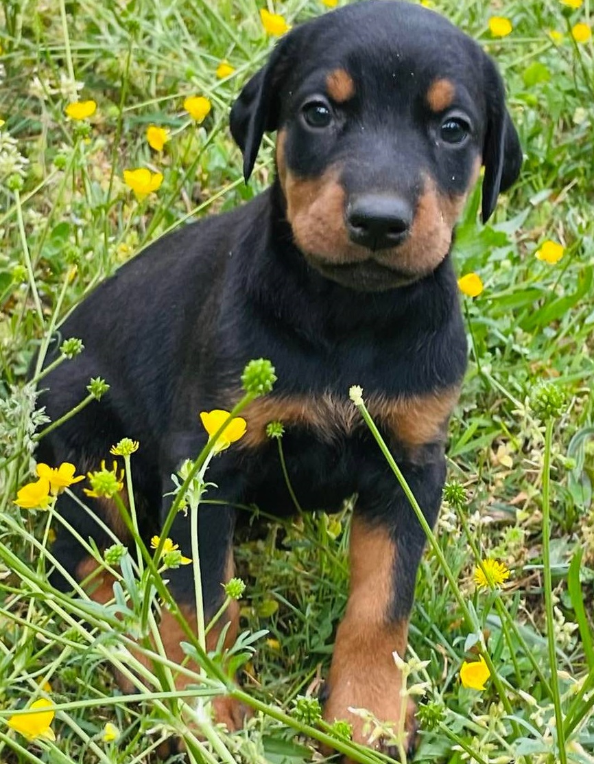 Black/Tan and Reddish Pure Doberman Pinscher puppies