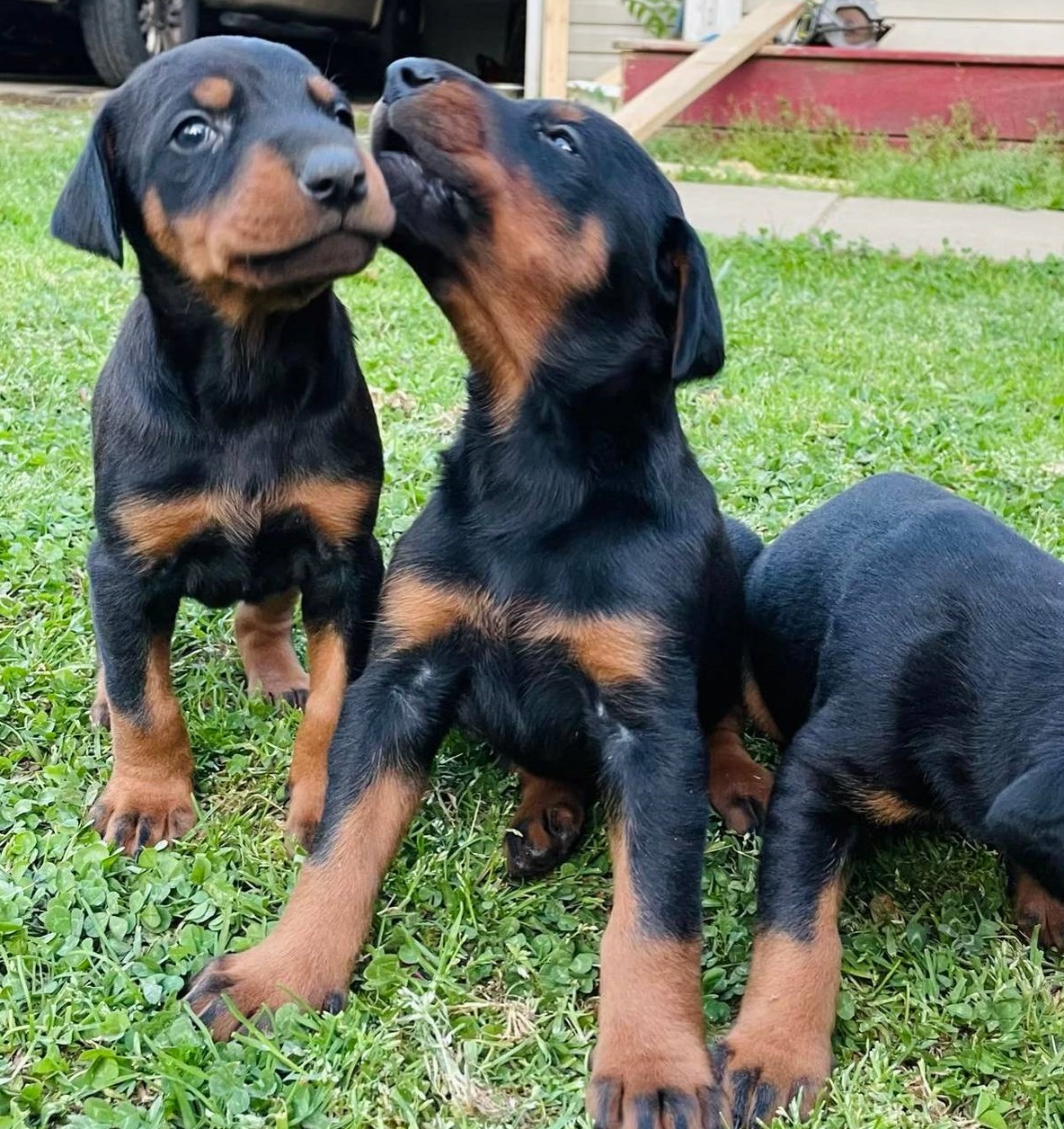 Black/Tan and Reddish Pure Doberman Pinscher puppies