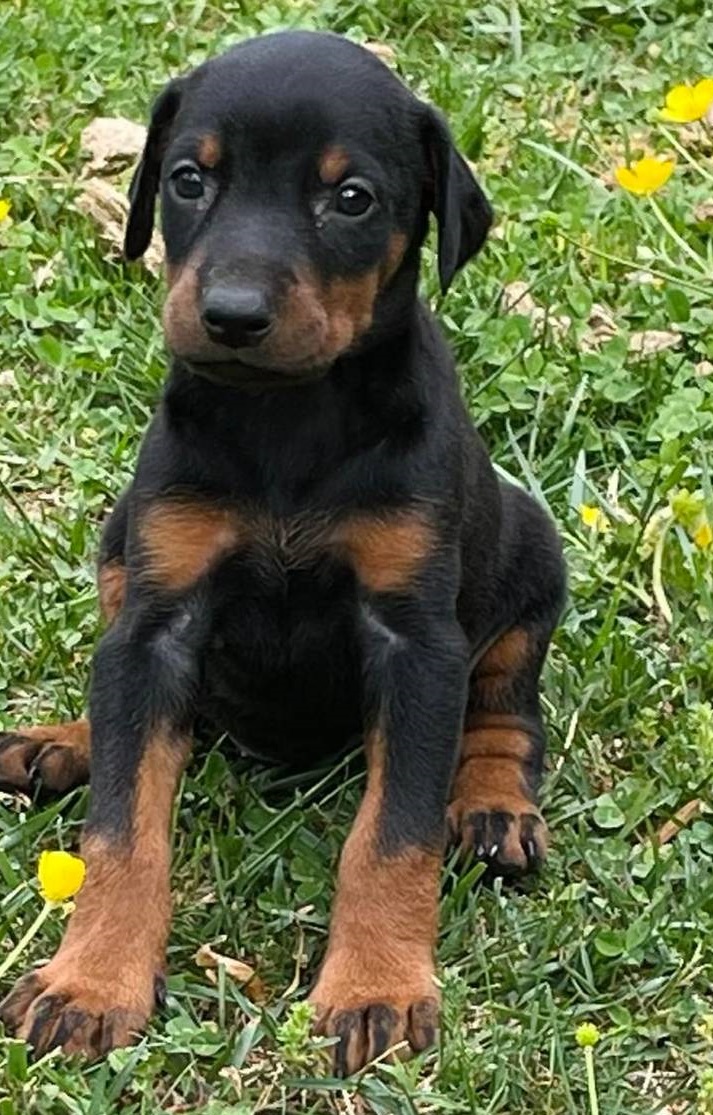 Black/Tan and Reddish Pure Doberman Pinscher puppies