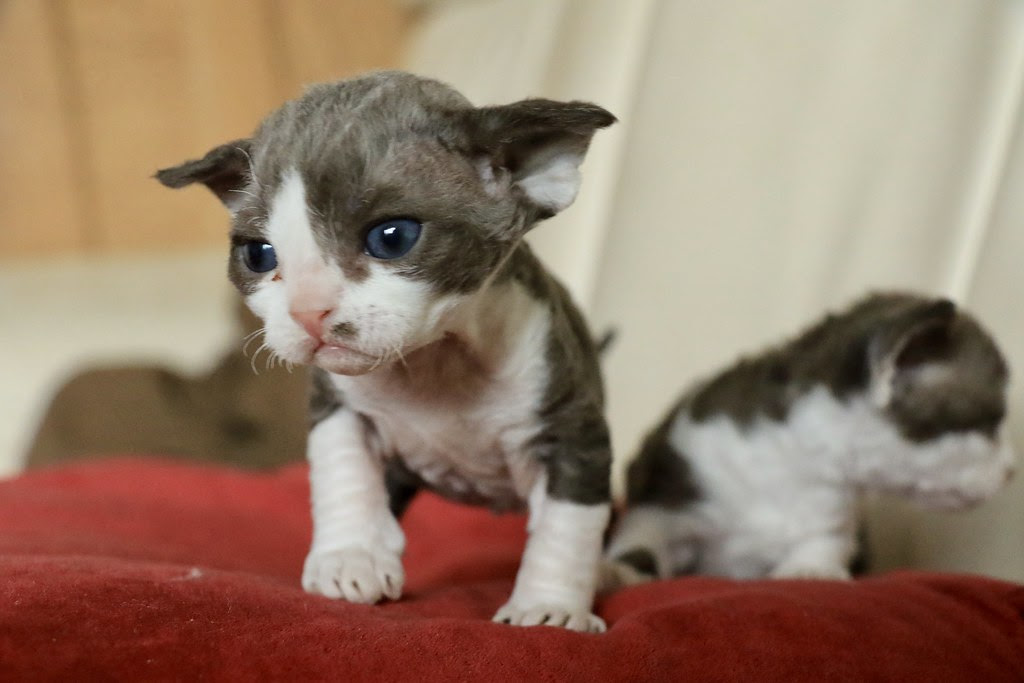 Bella Needs A New Home